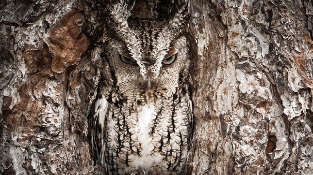 portrait of an eastern screech owl image © national geographic / graham mcgeorge
