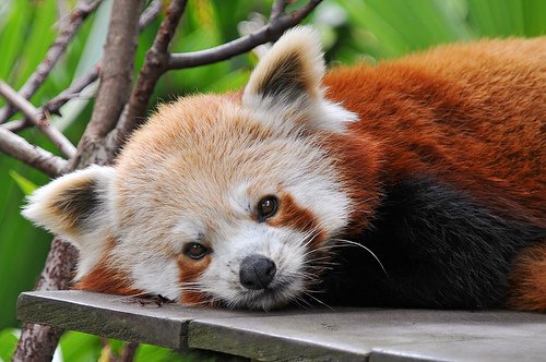 redpanda
