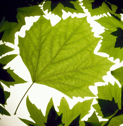 Green leaves