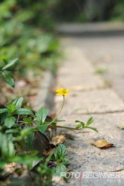 flower2