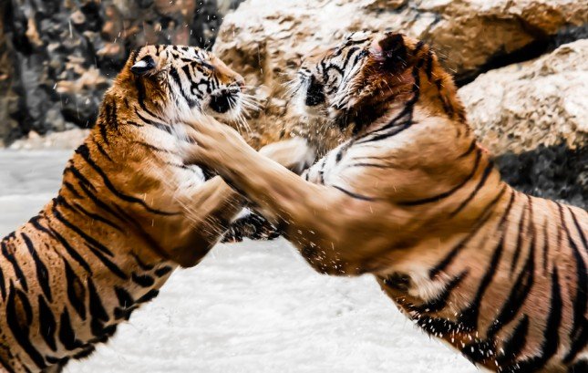 Tigers fight
