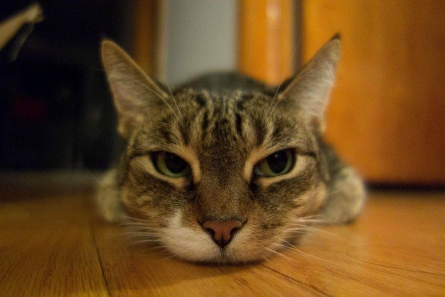 cat1