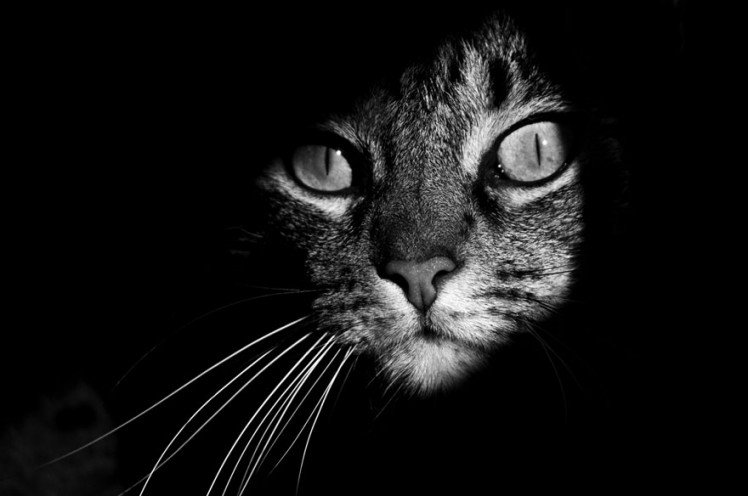 Photo by {link:http://500px.com/photo/12884787/sneaking-cat-by-jo%C3%A3o-domingues}João Domingues{/link}