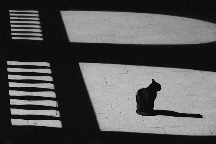 Photo by {link:http://500px.com/photo/47815834/black-cat-white-floor-by-sebastian-gruia}Sebastian Gruia{/link}