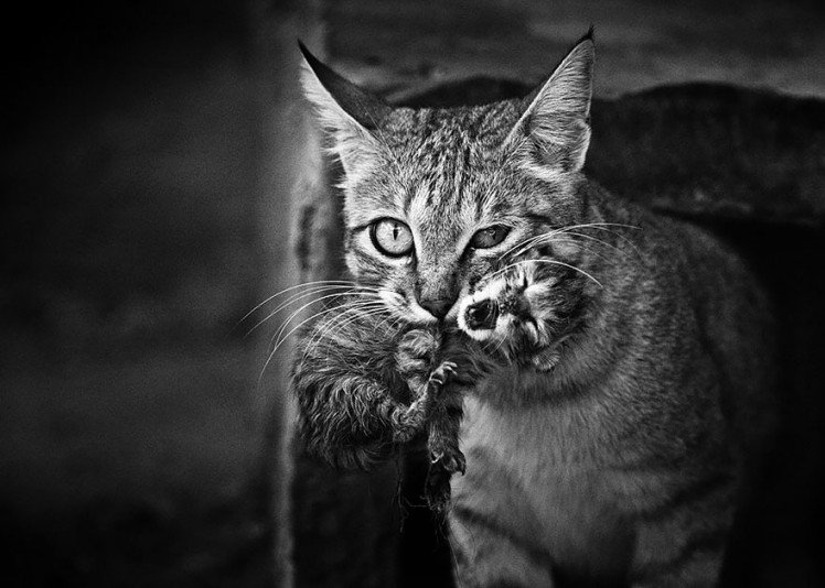 Photo by {link:http://500px.com/photo/6294344/wild-cat-by-doron-nissim}Doron Nissim{/link}