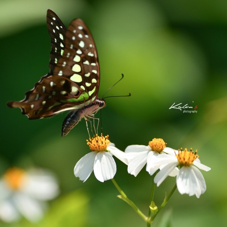 1/1600 f/4 iso:160