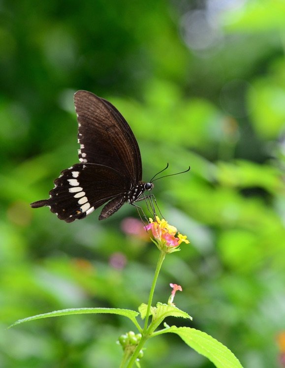 玉帶鳳蝶(Papilio polytes)