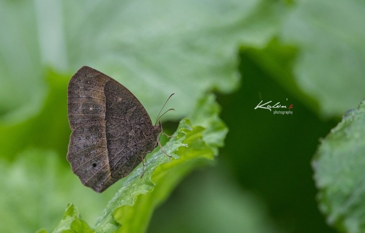 平頂眉眼蝶(Mycalesis zonata)旱季型