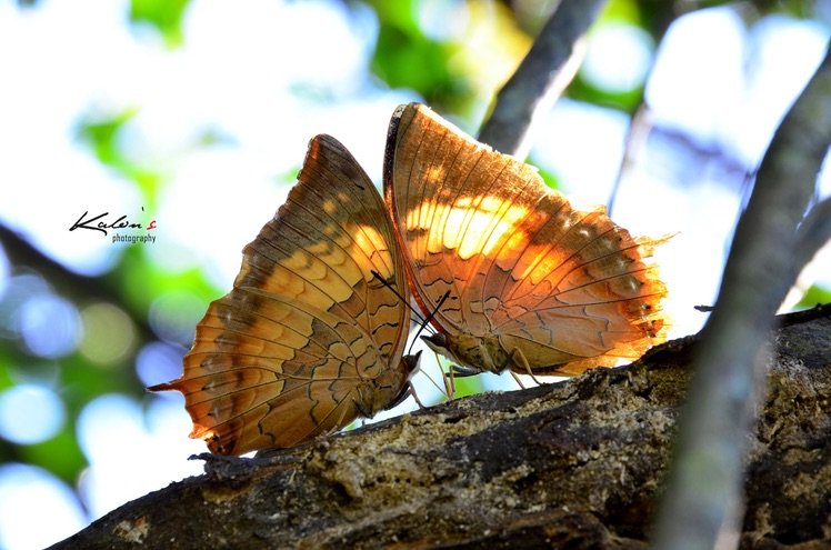 白帶螯蛺蝶Charaxes bernardus