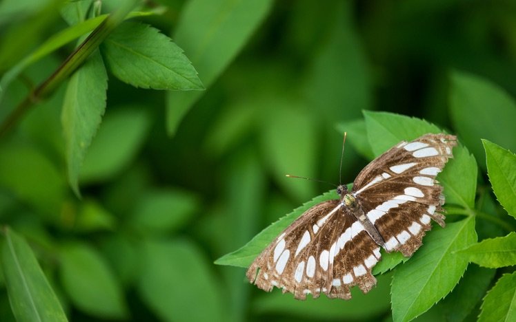 中環蛺蝶(Neptis hylas)