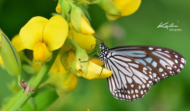 絹斑蝶(Parantica aglea)