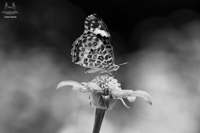斐豹蛺蝶 Argyreus hyperbius (雌性 / Female)