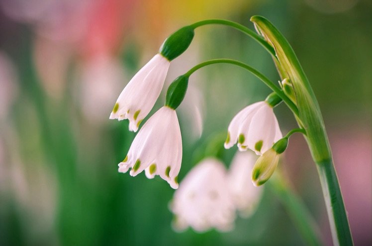 Photo by {link:https://500px.com/photo/102316435/snowdrops-by-b-n}B N{/link}