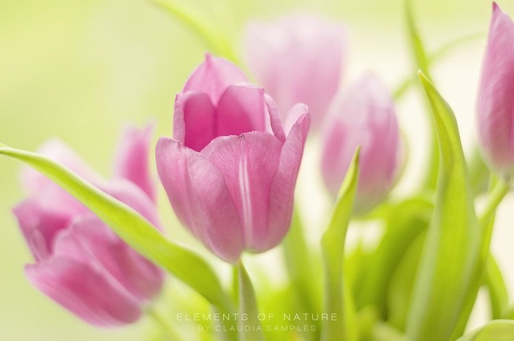 Photo by {link:https://500px.com/photo/102072147/spring-tulips-by-claudia-samples}Claudia Samples{/link}