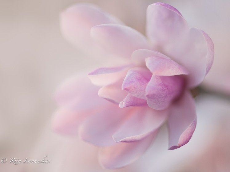 Photo by {link:https://500px.com/photo/102236957/magnolia-by-rita-ivanauskas}Rita Ivanauskas{/link}