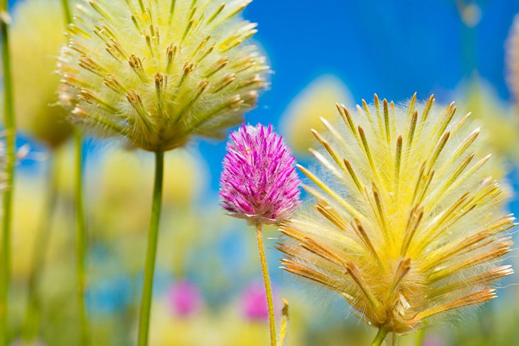 利用前景的花作「框架」。 (Photo by {link:https://www.flickr.com/photos/silentmind8/14334871246}Silentmind8{/link})