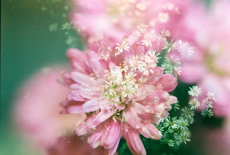 粉紅色和白花的「雙重曝光」。 (Photo by {link:https://www.flickr.com/photos/hmoong/14255220021}Khánh Hmoong{/link})