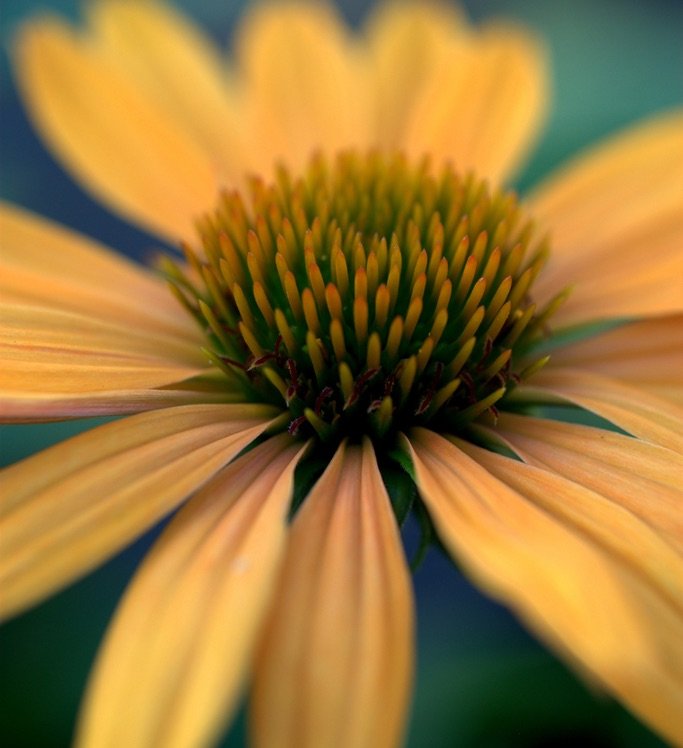 Photo by {link:https://500px.com/photo/102259911/echinacea-purpurea-in-orange-by-nate-a}Nate A{/link}