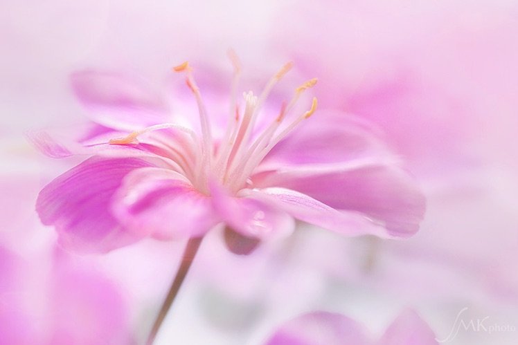 Photo by {link:https://500px.com/photo/102317035/spring-by-silke-kemmer}Silke Kemmer{/link}