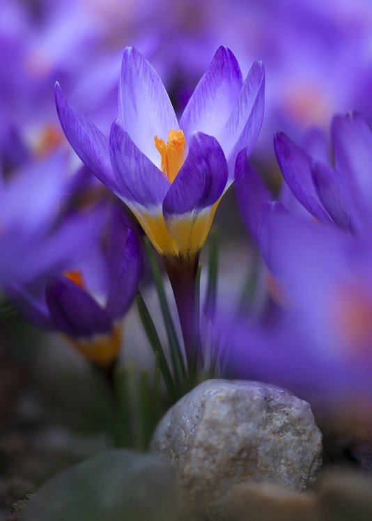 Photo by {link:https://500px.com/photo/102306913/crocus-by-honza-votava}Honza Votava{/link}