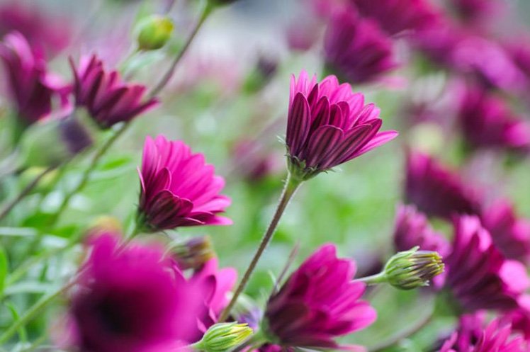 利用淺景深把其中一朵花突顯出來。 (Photo by {link:https://www.flickr.com/photos/cuellar/7236926874}Jose Maria Cuellar{/link})