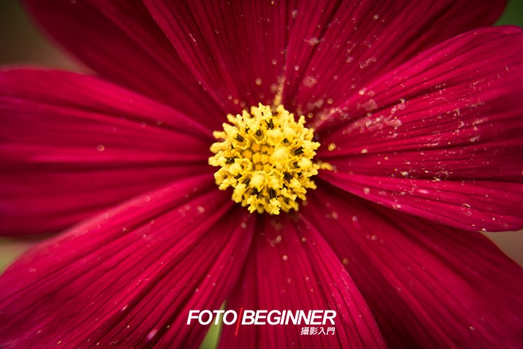 使用 Extension Tube 微距筒 配合 70-200mm 鏡頭,也可以把非常小的花朵拍下,這樣便不用花錢購買專職的微距鏡頭了!