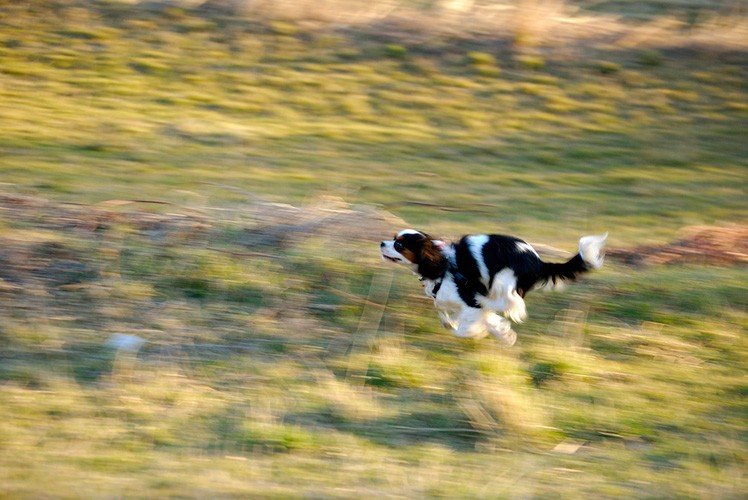 即使是拍攝狗狗也可以運用 慢快門 + Panning 技巧! (Photo by {link:https://www.flickr.com/photos/luca_montanari/5454728382/}Luca Montanari{/link})
