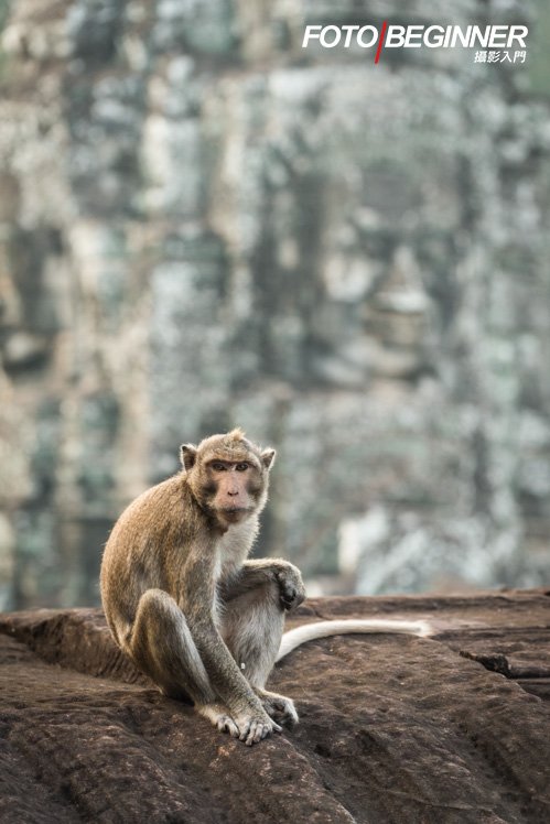 猴子剛好坐在雕像旁，要把握機會拍攝。 (Nikon D810 / f/4 / 200mm / 1/200s / ISO640)